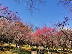 -杭州植物园
