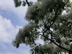 -泰丰公园