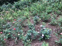 -人民公园(罗湖区)