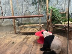 -深圳野生动物园