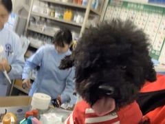 -北京赛佳动物医院