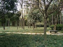 景点-神仙树公园