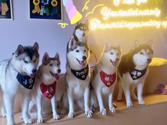 -Husky Go! 哈士奇体验馆·宠物咖啡厅狗咖