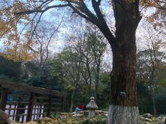 -灵谷景区
