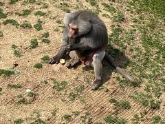 -西霞口神雕山野生动物世界
