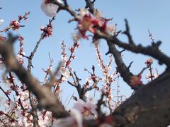 -泗洪洪泽湖湿地景区