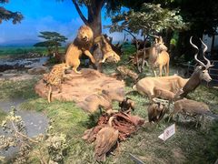 -国家自然博物馆