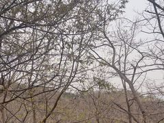 -北京鹫峰国家森林公园