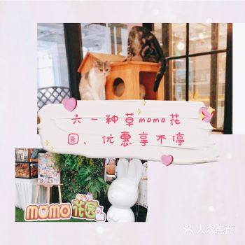 六一溜娃|momo花园撸萌宠，活动优惠更划算
