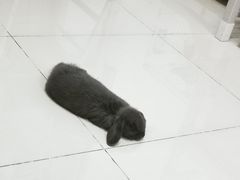 -宠物兔专门店(天丰利市场店)