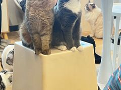 -有喵·猫咖·狗咖·30几只猫10只小狗(岗厦店)