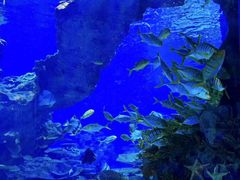 -海合安武汉极地海洋公园