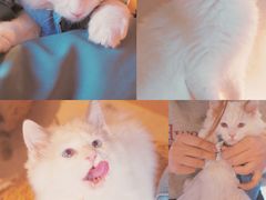 -猫儿山۰猫主题餐厅