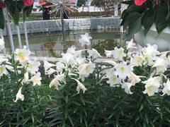 -上海鲜花港