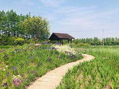 -上海长兴岛郊野公园