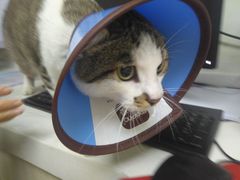 -宠颐生宠物医院·骨外科·犬猫全科诊疗中心(池州店)