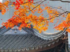 -秋霞圃