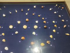 -青岛贝壳博物馆