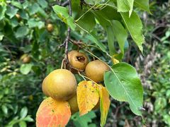 -铁山坪森林公园