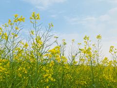 -光明小镇欢乐田园