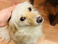 -元氏钵仔糕(北京路店)