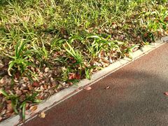 -黄兴公园