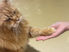 -藏猫猫咖啡主题馆(中央大道店)