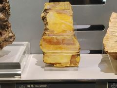-中国地质博物馆