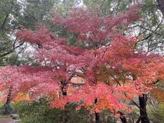 -上海滨江森林公园