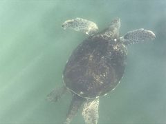 -广东惠东海龟国家级自然保护区