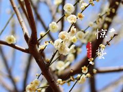 -香雪海