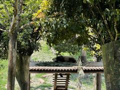 -中国大熊猫保护研究中心雅安碧峰峡基地