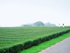 -雪绿茶博物馆