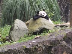 -都江堰中华大熊猫苑