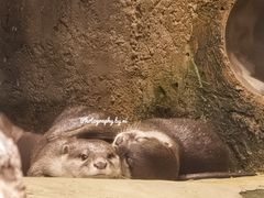 -迪拜水族馆及水下动物园