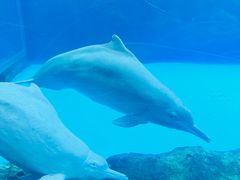 -珠海长隆海洋王国