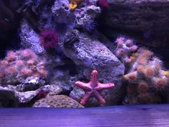 -悉尼海洋生物水族馆