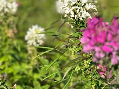 -春花秋色城市公园