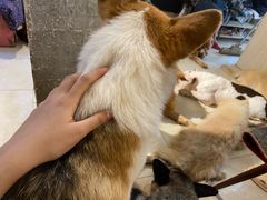 -萌喵咖啡屋(人民东路4号口M16商铺店)