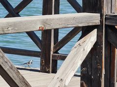 -野鸭湖国家湿地公园