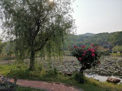 -龙寺生态园