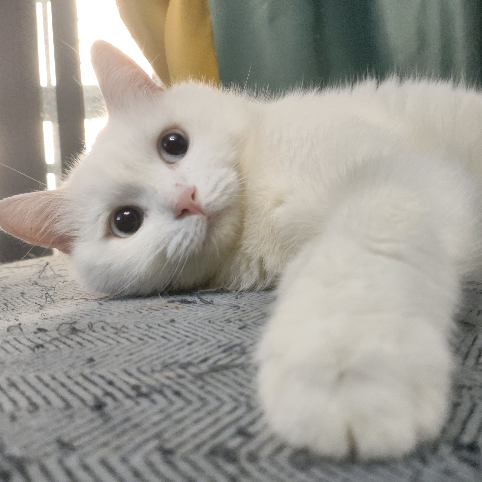 白色小猫的悠闲时光