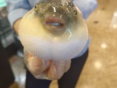 -肆月河豚·淮扬菜·湘菜(华天店)