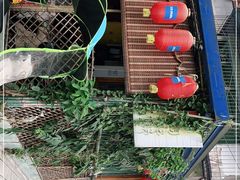 -周肥肠(江油总店)