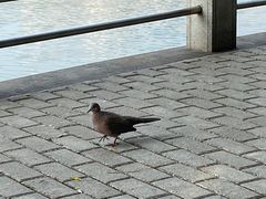 -后襄河公园
