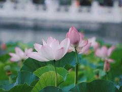 -什刹海