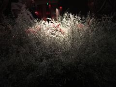 -花马天堂云南餐厅 Lost Heaven(高邮路店)