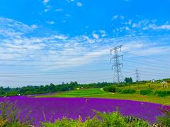 -紫颐香薰山谷景区