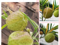 -广州神农草堂中医药博物馆