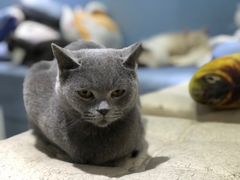 -喵的天空名猫咖啡馆·撸猫·猫舍·用品